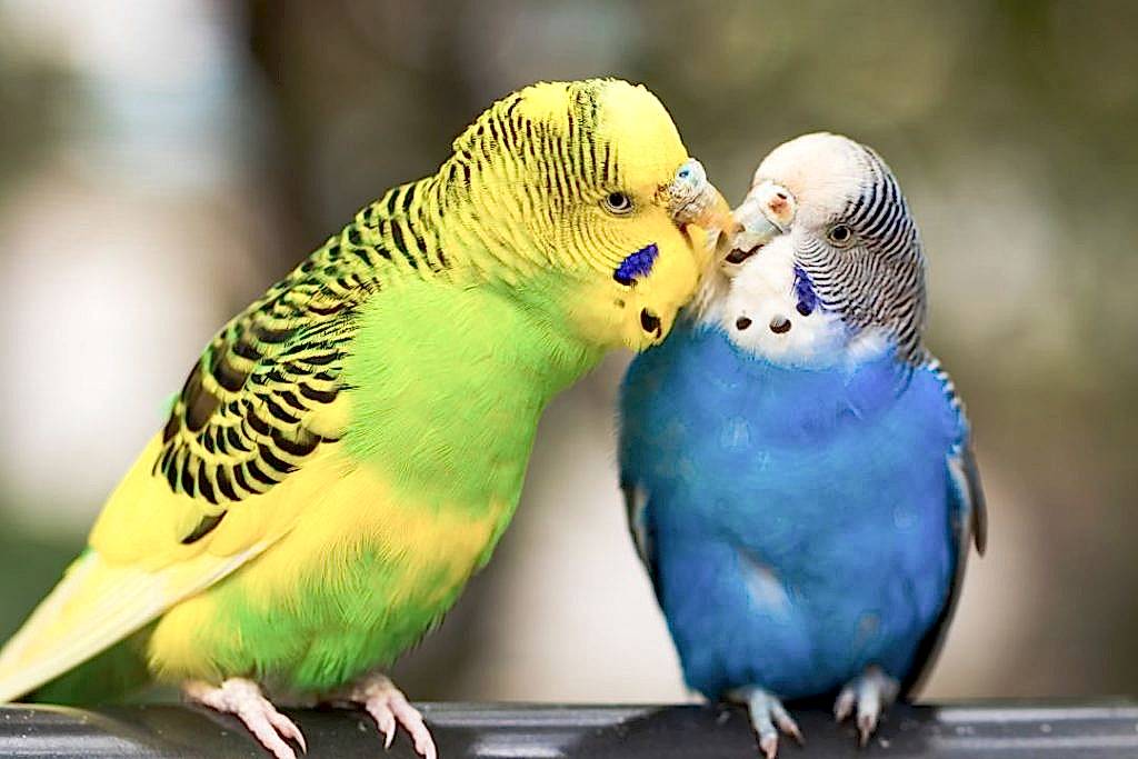 Pet budgies available at Pets Everywhere pet shop in Adelaide