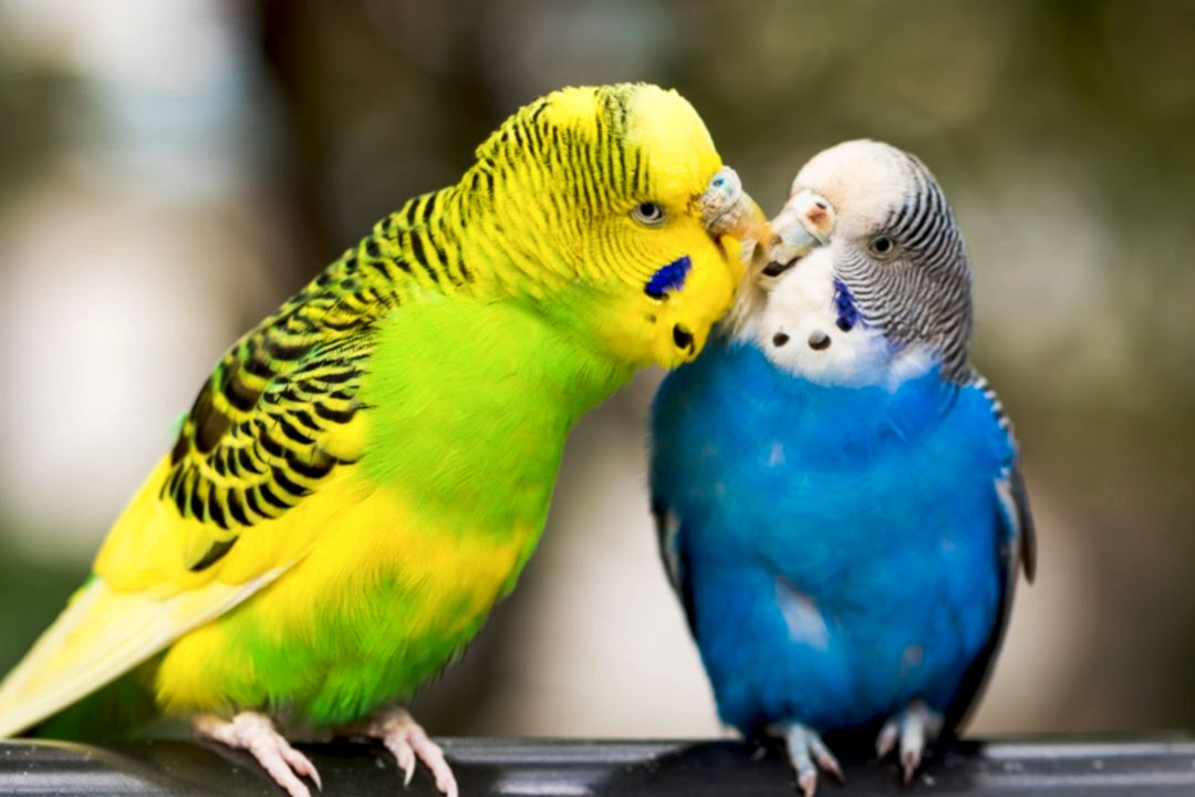 Pet budgies available at Pets Everywhere pet shop in Adelaide