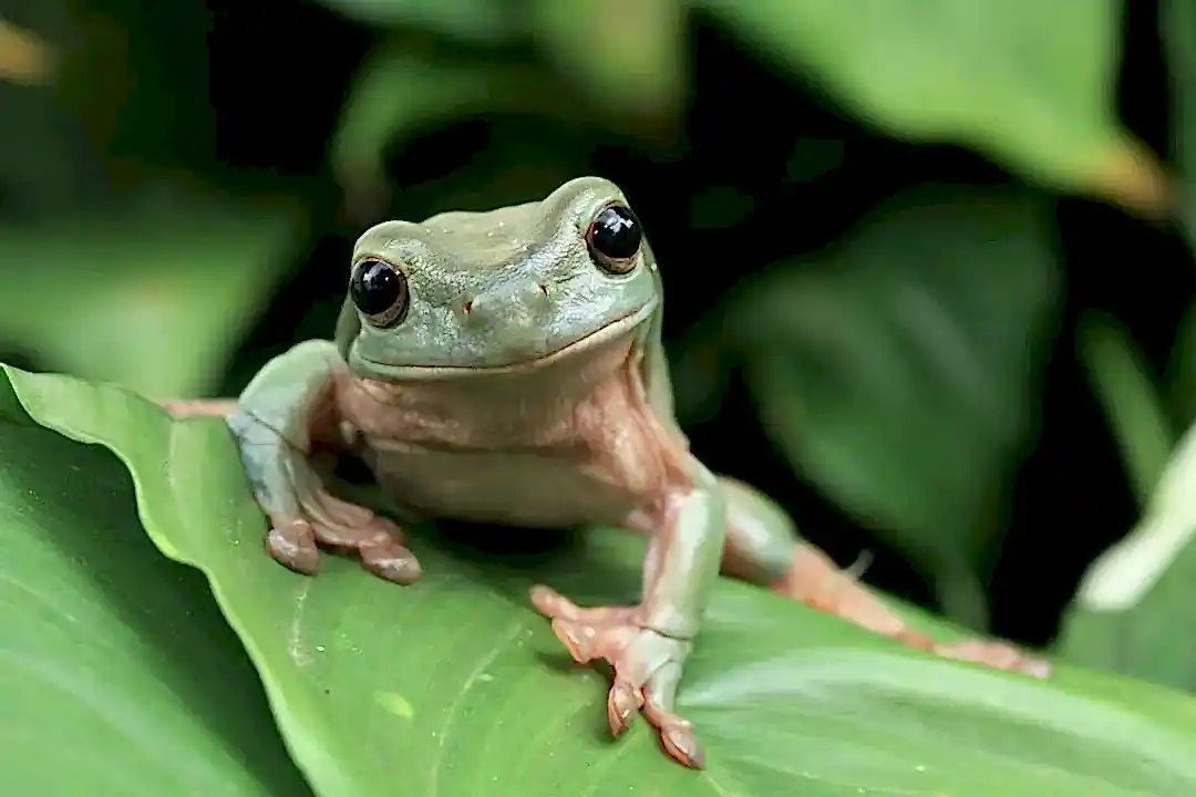 Green tree frogs available at Pets Everywhere pet shop in Adelaide