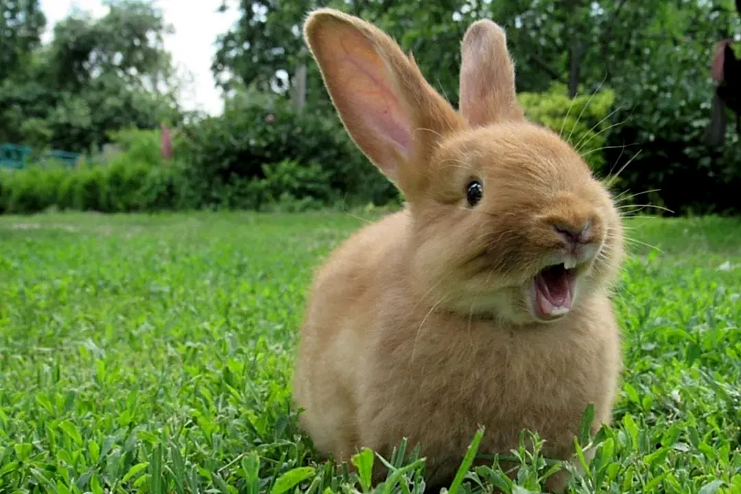 Pet rabbit standing upright and looking towards the camera