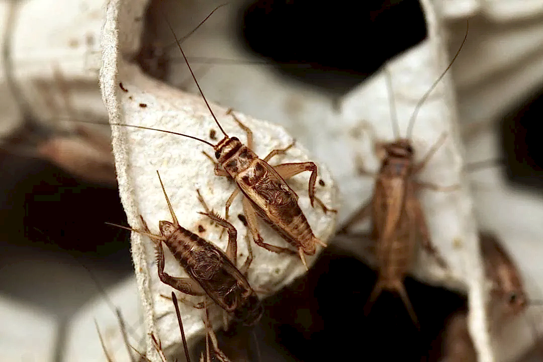 Live feeder crickets available at Pets Everywhere Adelaide