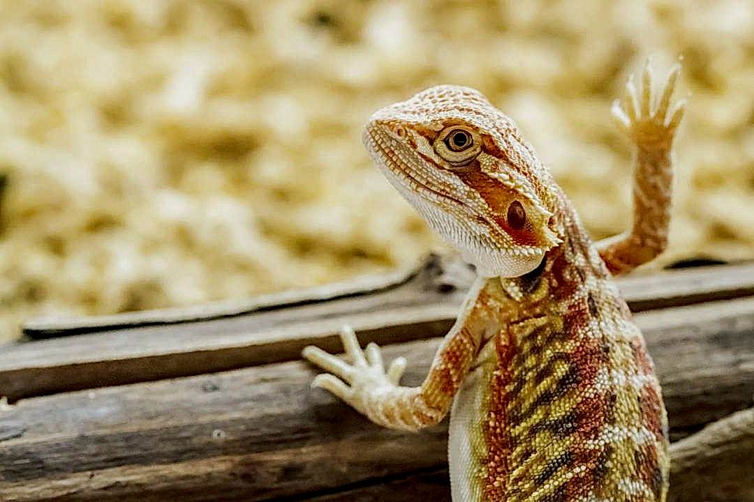 Hatchling bearded dragon available at Pets Everywhere pet shop in Adelaide