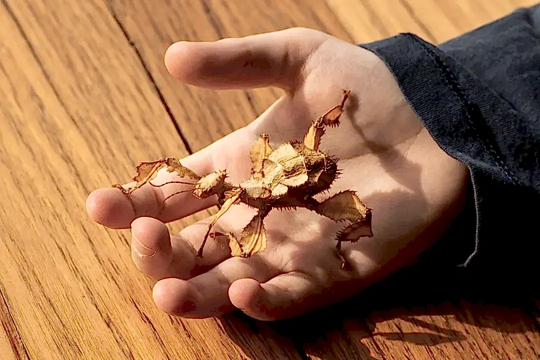 Spiny leaf insect available at Pets Everywhere pet shop in Adelaide
