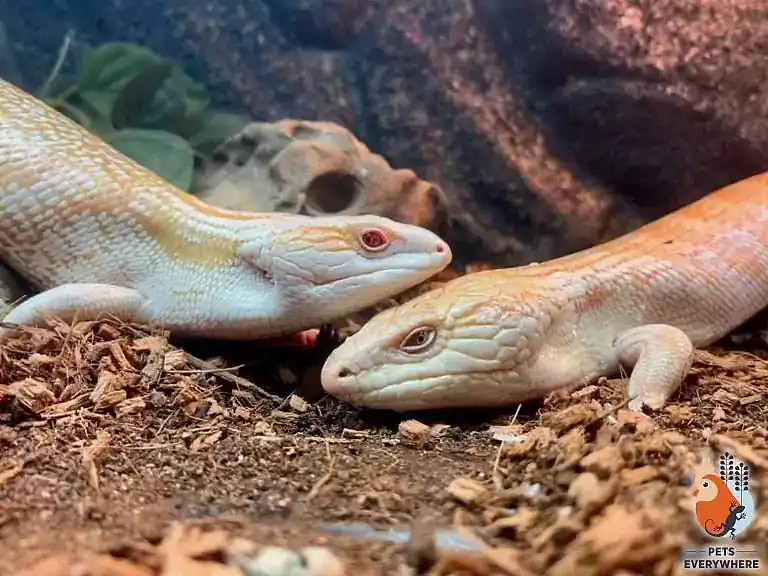 Two albino blue-tongued skinks resting together in their enclosure at Pets Everywhere Adelaide