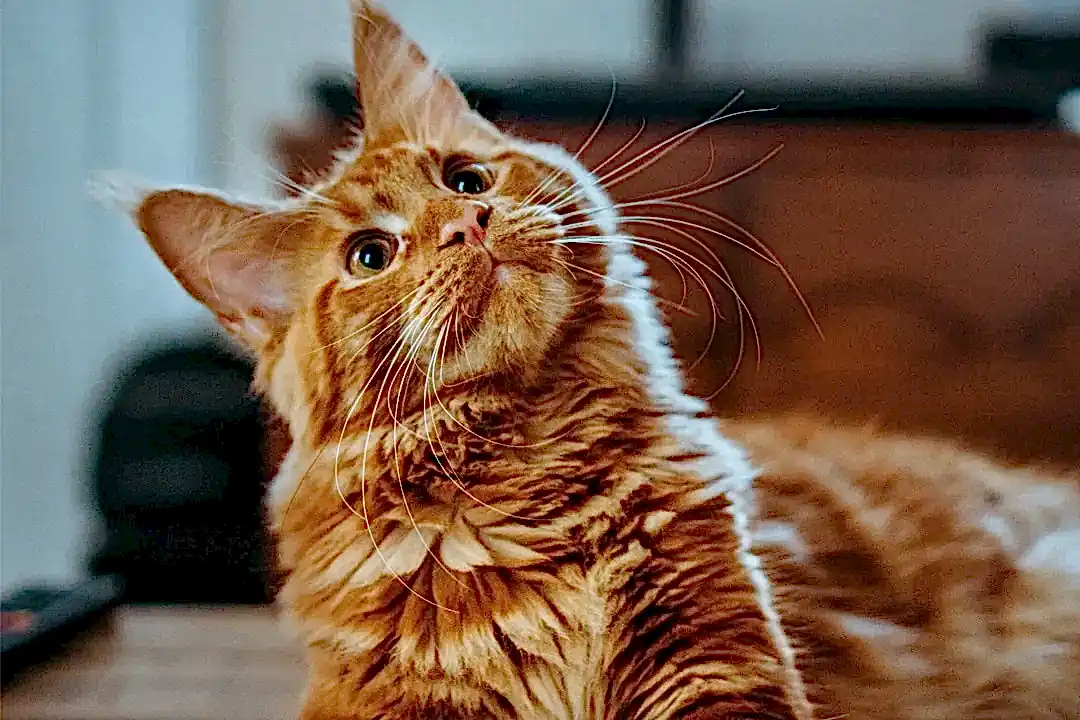 Cat Accessories and Supplies – Pets Everywhere
