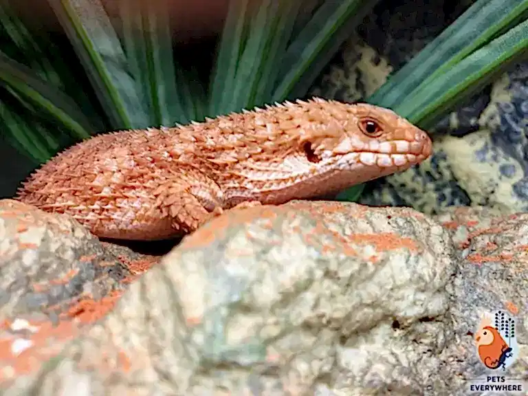 Eastern Pilbara spiny-tailed skink (Egernia cygnitos) resting on natural rock in an enclosure.