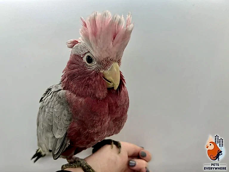 Hand-tamed pink galah sitting on a person’s hand inside Pets Everywhere, with bird supplies visible in the background