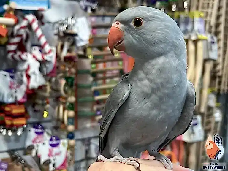 Hand-tamed grey indian ringneck sitting on a person’s hand inside Pets Everywhere, with bird food and accessories in the background