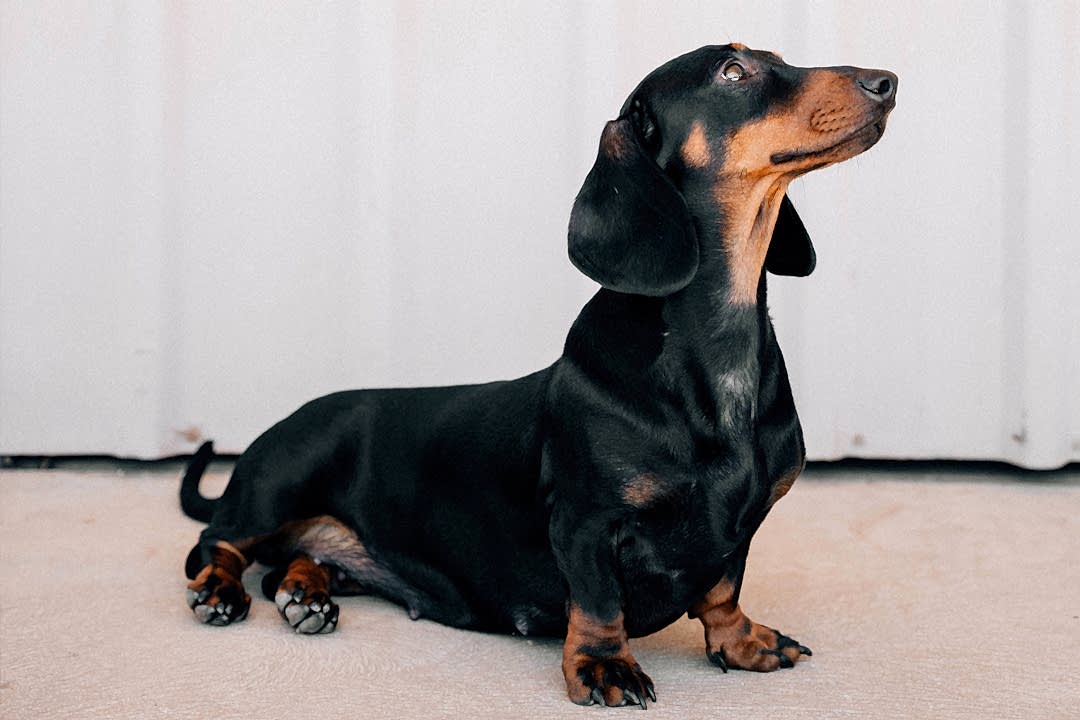 Dachshund representing dog and cat accessories available at Pets Everywhere Adelaide
