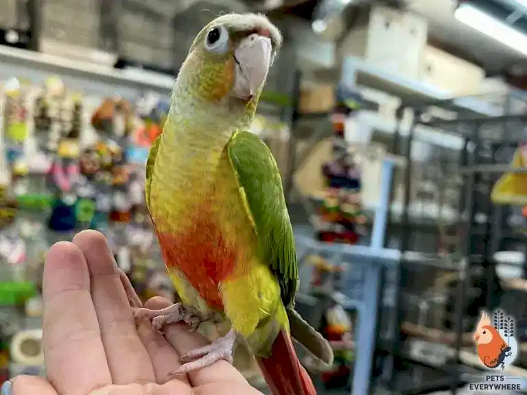 Hand-tamed pineapple conure perched on a person’s hand inside Pets Everywhere with bird supplies in the background