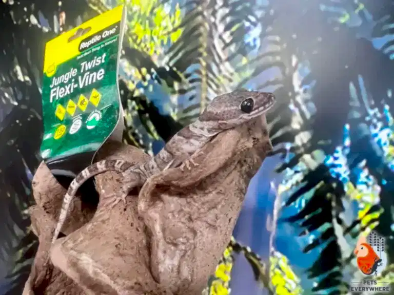 Ring-tailed gecko perched on a Reptile One artificial vine in an enclosure.