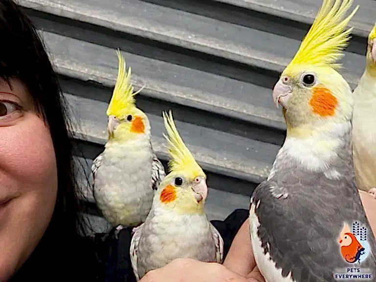 Hand-tamed cockatiels perched on a person’s arm at Pets Everywhere, showing friendly pet birds in Adelaide