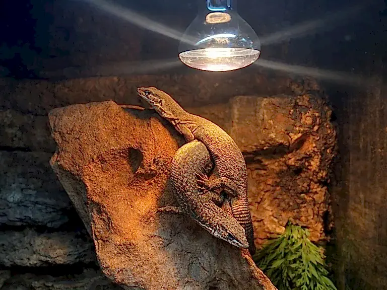 Resident pair of Storr’s monitors (Varanus storri) basking under a heat lamp at Pets Everywhere Adelaide