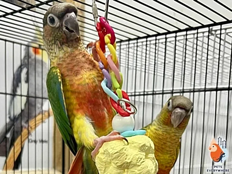 Green-cheeked conure morphs playing with toys inside Pets Everywhere, showing friendly and interactive pet parrots