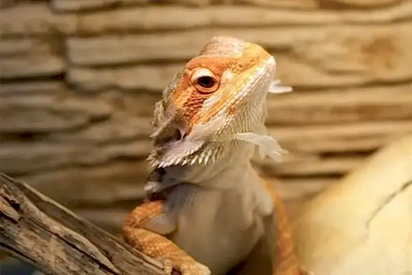 Bearded dragon sitting on a basking branch inside a natural reptile enclosure in shed
