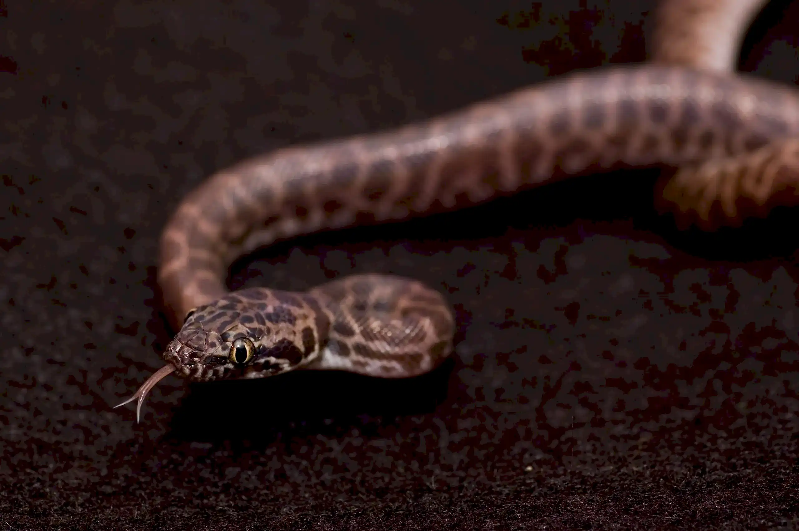 Children’s python moving inside a natural reptile enclosure with a flickering tongue
