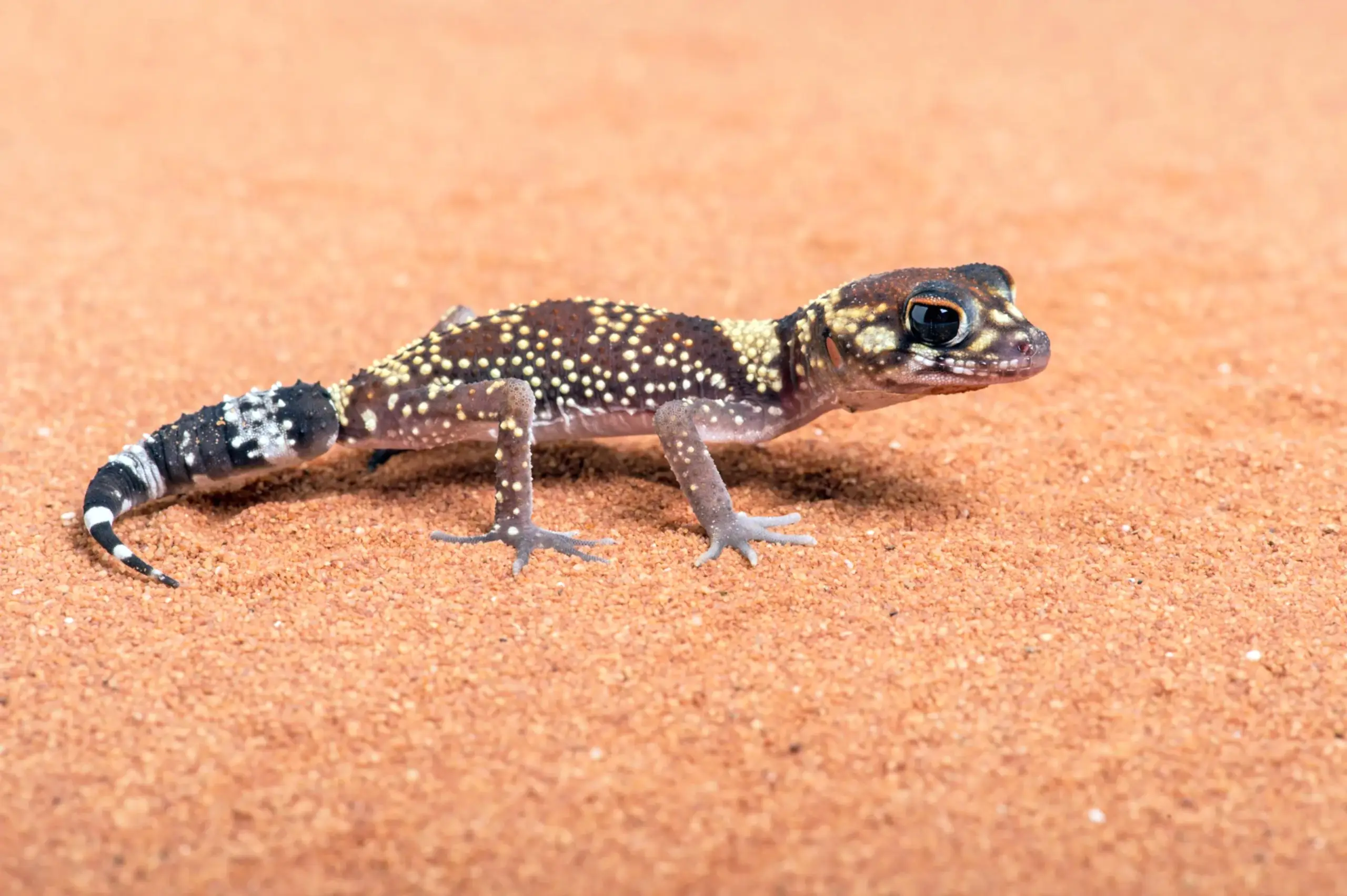 Barking gecko standing on red sand inside a natural desert reptile terrarium