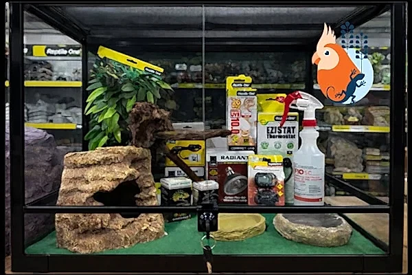 Beginner bearded dragon starter kit in a Reptile One 60cm glass terrarium