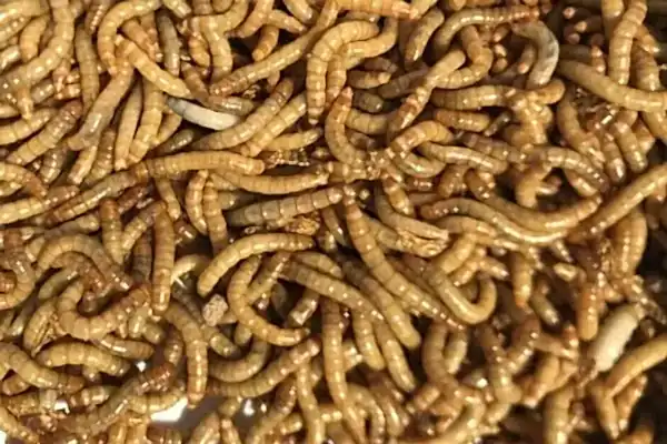 Mealworms feeder insects for reptiles, live food for bearded dragons in Adelaide pet store