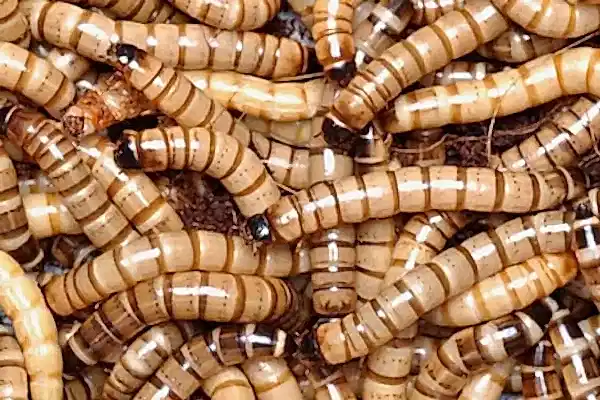 Superworms feeder insects for reptiles, live food for bearded dragons in Adelaide pet store