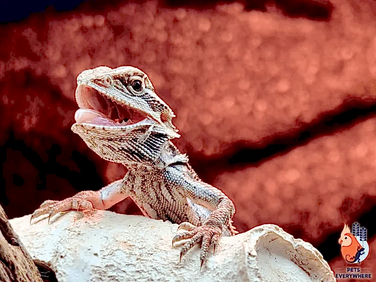 Central Bearded Dragon