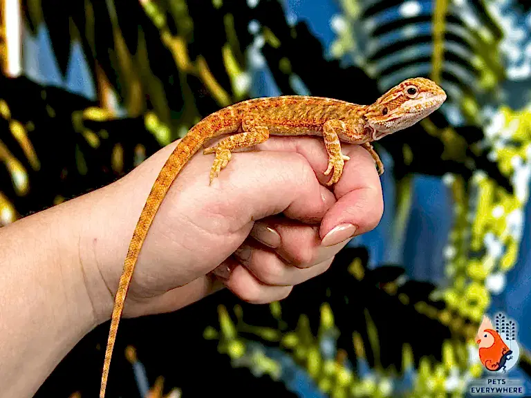 Translucent Bearded Dragon
