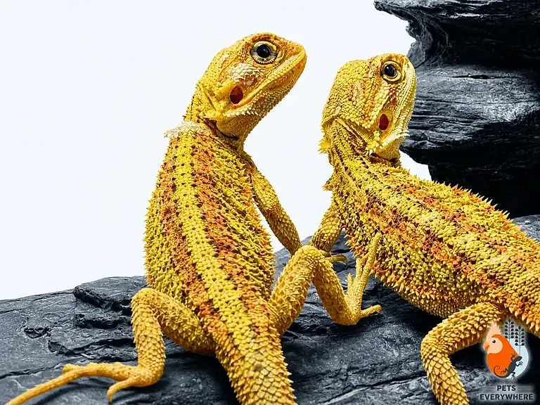 Translucent Hypo Bearded Dragons