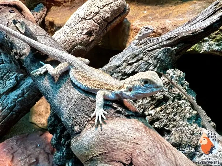 Witblits Bearded Dragon