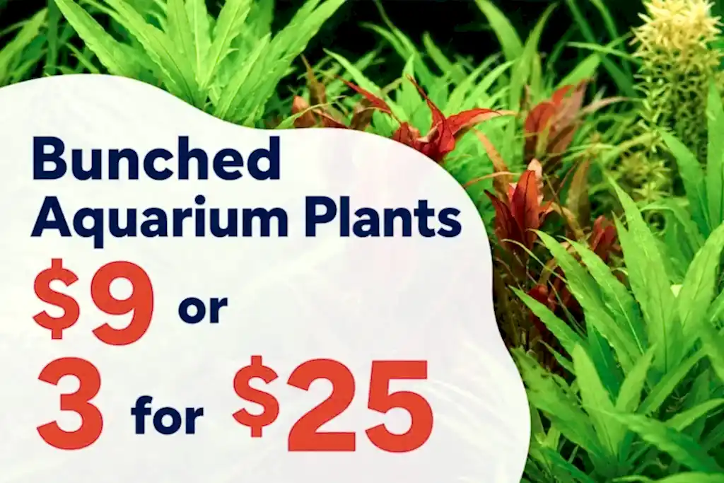 Bunched live aquarium plants, $9 each or 3 for $25 at Pets Everywhere.