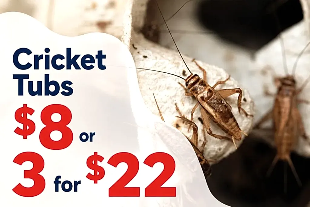 Live feeder cricket tubs, $8 each or 3 for $22 at Pets Everywhere.