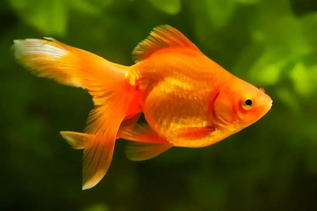 Healthy goldfish available at Pets Everywhere pet shop in Adelaide