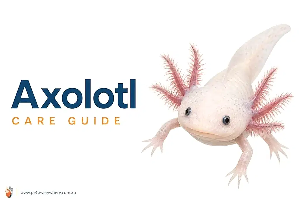 Axolotl Care Guide featuring a pale axolotl