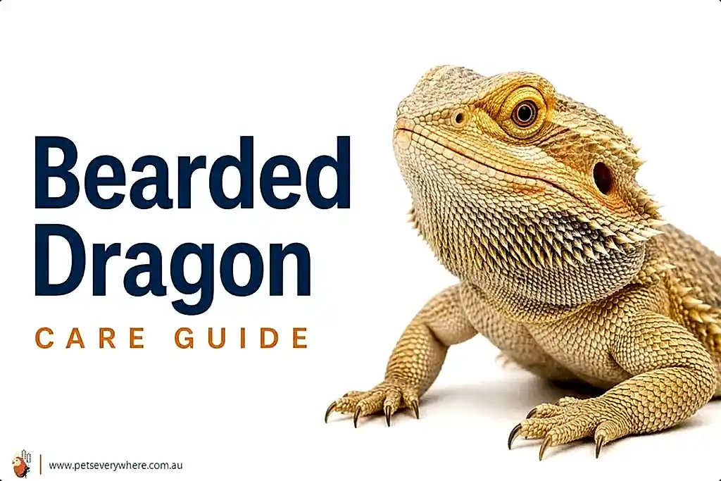 Bearded Dragon Care Guide featuring a bearded dragon