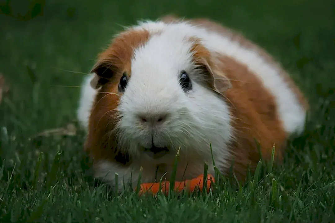 Brown and white guinea pig sitting and looking towards the camera
