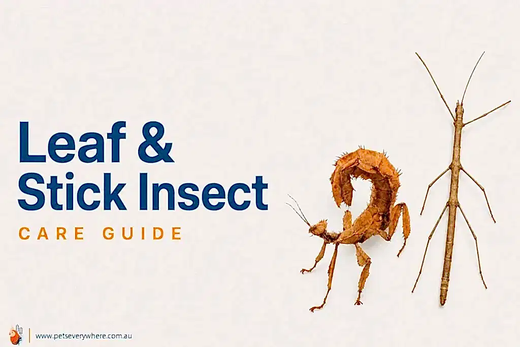 Leaf and Stick Insect Care Guide featuring a spiny leaf insect and stick insect