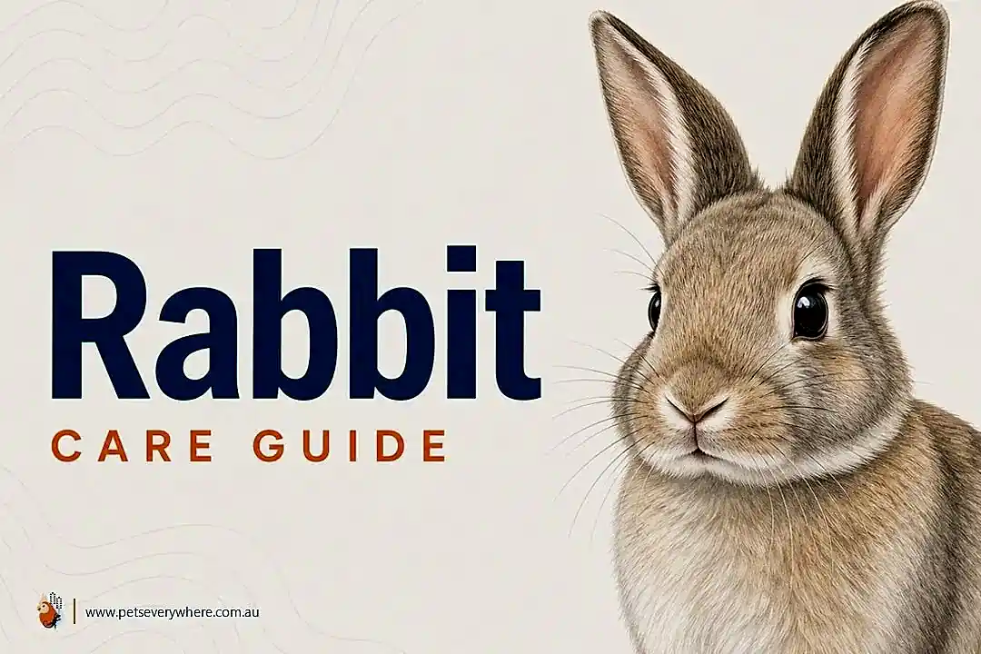 Rabbit Care Guide featuring a grey rabbit
