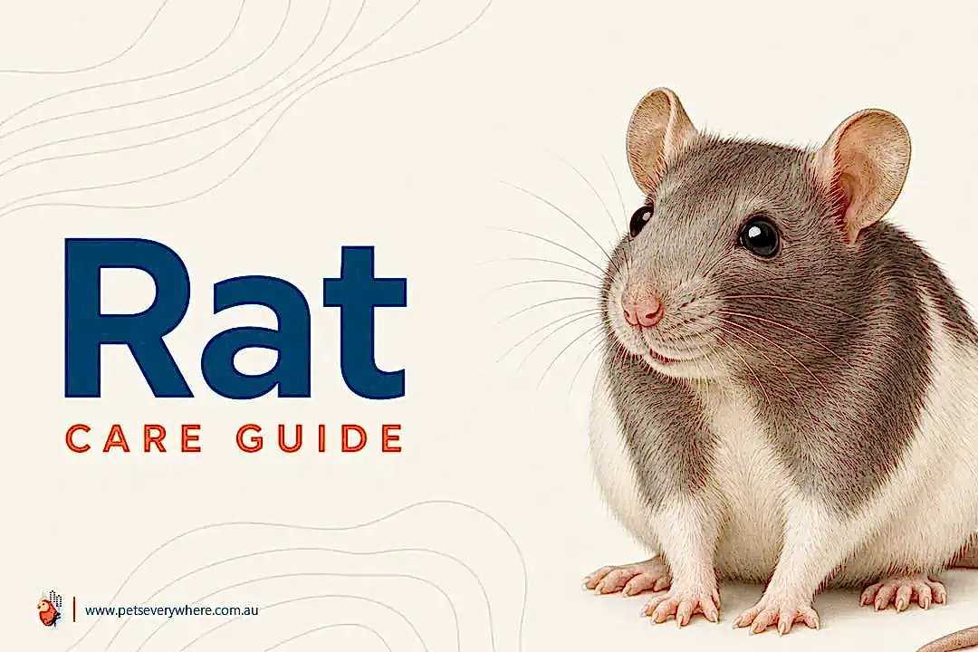 Rat Care Guide featuring a grey and white pet rat