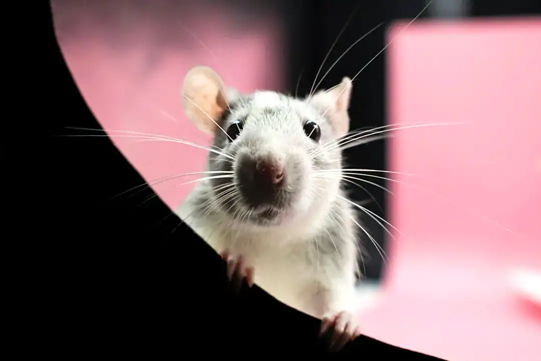 Grey and white pet rat sitting and looking towards the camera