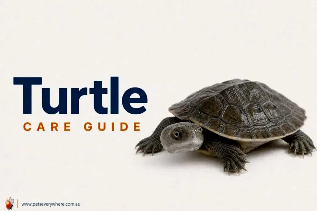 Murray River Short-Necked Turtle Care Guide featuring a short-necked turtle